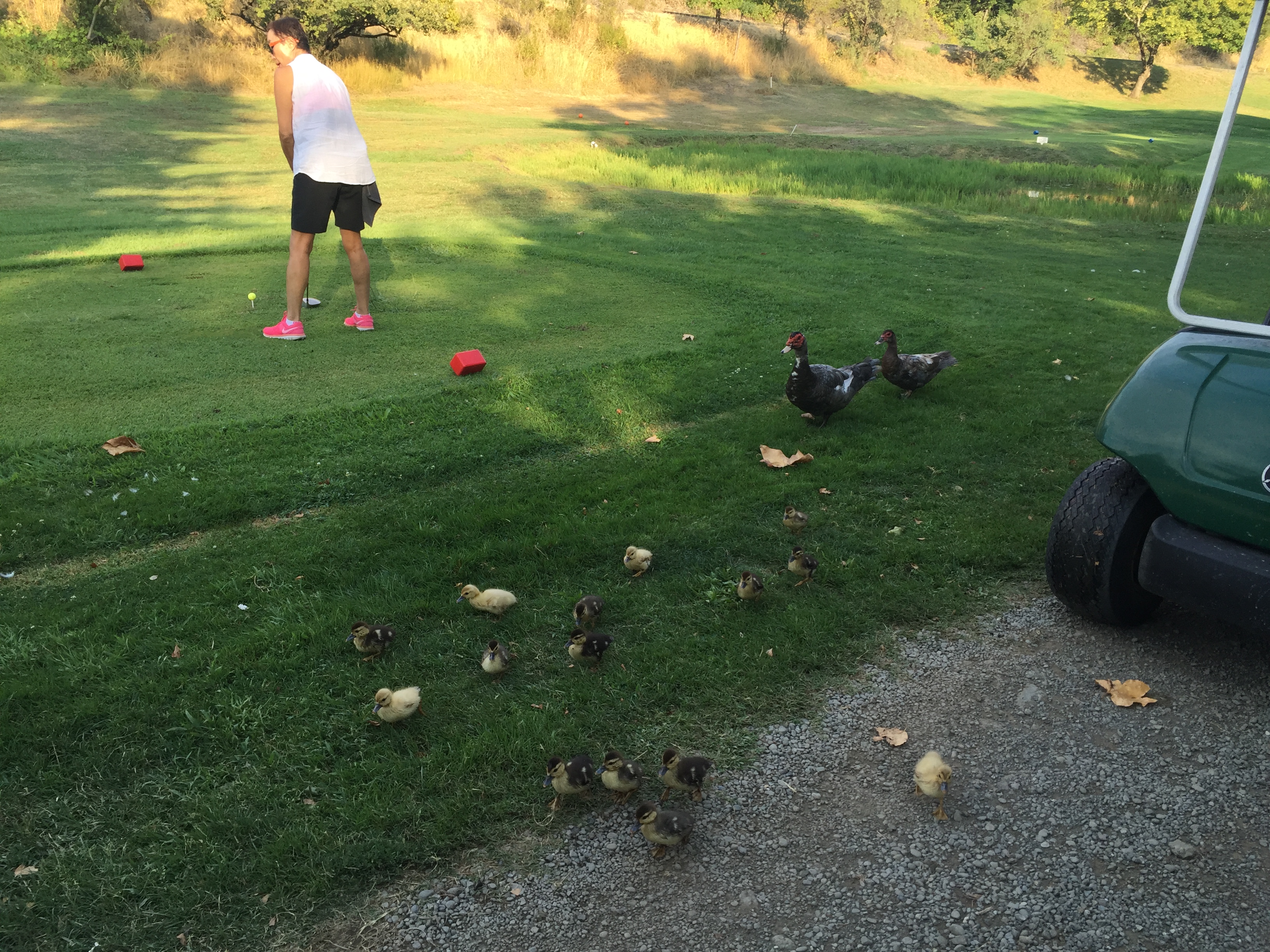 GolfCourseDucks.JPG