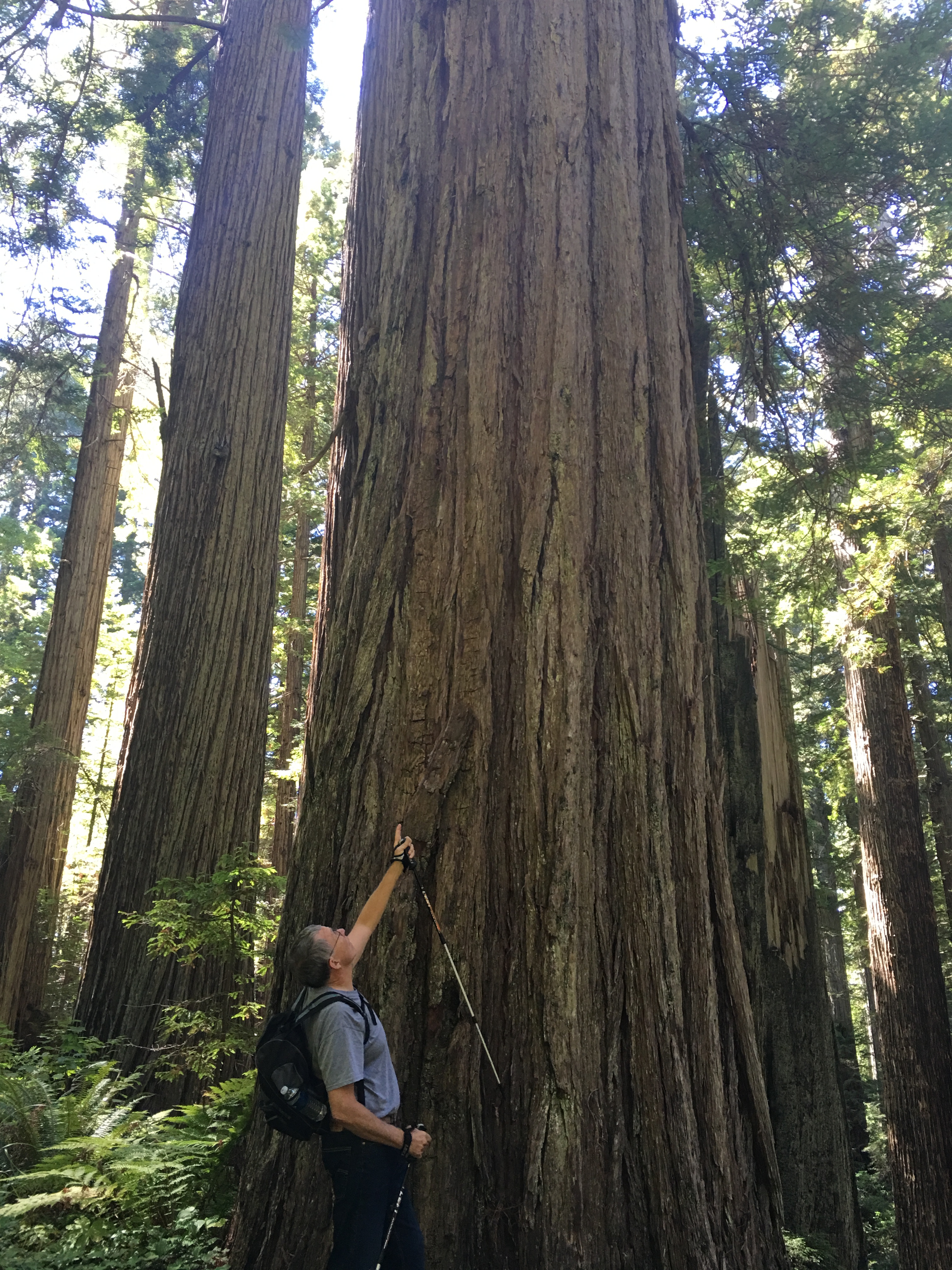 Don Looking Redwood Tree.JPG